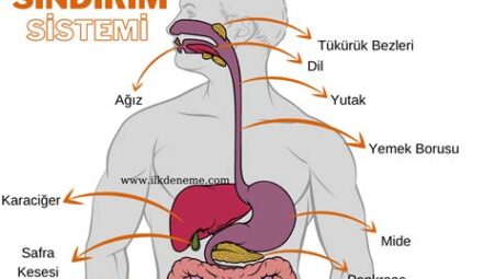 Bağırsak Sağlığı ve Prebiyotikler: Sindirim Sisteminin Denge ve Sağlık İçin Önemi