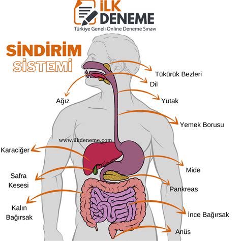 Bağırsak Sağlığı ve Prebiyotikler: Sindirim Sisteminin Denge ve Sağlık İçin Önemi